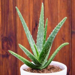Aloevera plant | Gwarpatha ka paudha|